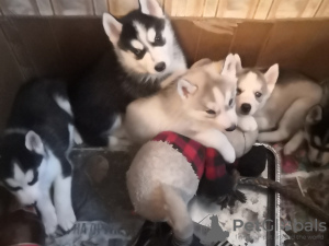 Foto №2 zu Ankündigung № 9516 zu verkaufen siberian husky - einkaufen Russische Föderation quotient 	ankündigung