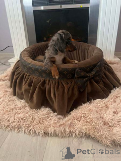 Foto №4. Ich werde verkaufen dackel in der Stadt Neuer Garten.  - preis - verhandelt