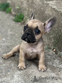Foto №2 zu Ankündigung № 149480 zu verkaufen französische bulldogge - einkaufen Niederlande vom kindergarten
