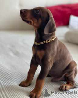 Foto №2 zu Ankündigung № 163827 zu verkaufen dobermann - einkaufen Polen züchter