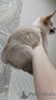 Foto №2 zu Ankündigung № 127025 zu verkaufen welsh corgi - einkaufen Russische Föderation quotient 	ankündigung