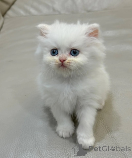 Foto №1. perserkatze - zum Verkauf in der Stadt Augustusburg | 350€ | Ankündigung № 174540