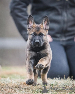 Foto №2 zu Ankündigung № 122129 zu verkaufen deutscher schäferhund - einkaufen Großbritannien quotient 	ankündigung, vom kindergarten, aus dem tierheim, züchter