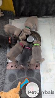 Foto №1. französische bulldogge - zum Verkauf in der Stadt Monterrey | Frei | Ankündigung № 147158