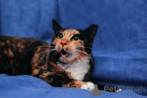 Foto №1.  - zum Verkauf in der Stadt Minsk | Frei | Ankündigung № 164182