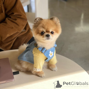 Foto №1. pommersche spitz - zum Verkauf in der Stadt Франкфурт-на-Майне | 350€ | Ankündigung № 135968