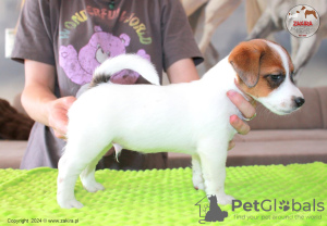 Foto №2 zu Ankündigung № 107631 zu verkaufen jack russell terrier - einkaufen Polen züchter