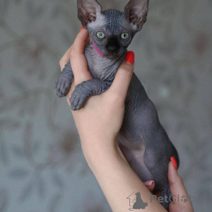 Foto №1. sphynx-katze - zum Verkauf in der Stadt De Aar | 1456€ | Ankündigung № 136299