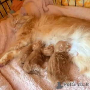 Foto №2 zu Ankündigung № 167255 zu verkaufen maine-coon-katze - einkaufen Deutschland quotient 	ankündigung