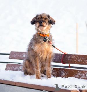 Foto №1. mischlingshund - zum Verkauf in der Stadt St. Petersburg | Frei | Ankündigung № 163725