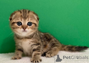 Foto №3. Entzückendes Ragdoll-Kätzchen. Weißrussland