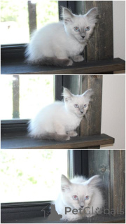Foto №1. balinesenkatze - zum Verkauf in der Stadt Dramscell | 350€ | Ankündigung № 173516