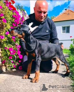 Zusätzliche Fotos: Dobermann WUNDERSCHÖNE Welpen