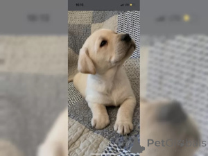 Foto №3. reinrassige Labradorwelpen abzugeben. Deutschland