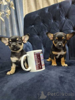 Foto №1. chihuahua - zum Verkauf in der Stadt Schlechtes Homburg vor der Höhe | verhandelt | Ankündigung № 167071