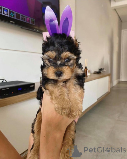 Foto №1. yorkshire terrier - zum Verkauf in der Stadt Abisko | verhandelt | Ankündigung № 167293