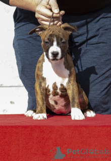 Zusätzliche Fotos: Amerikanische Staffordshire-Terrier-Welpen internationaler Herkunft