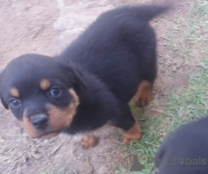 Foto №1. rottweiler - zum Verkauf in der Stadt Gehrden | Frei | Ankündigung № 128436