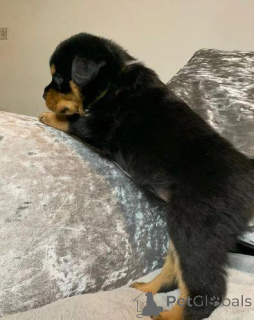 Foto №3. Rottweiler-Welpen zu verkaufen. Deutschland