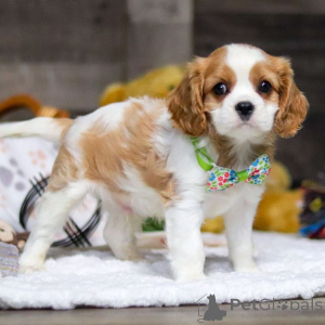 Foto №1. cavalier king charles spaniel - zum Verkauf in der Stadt Dubrovnik | 350€ | Ankündigung № 159555