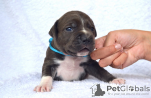 Foto №1. amerikanischer staffordshire terrier - zum Verkauf in der Stadt Chisinau | 1325€ | Ankündigung № 64315