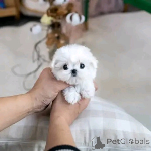 Foto №2 zu Ankündigung № 137598 zu verkaufen malteser - einkaufen USA züchter