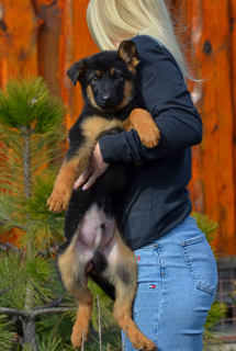 Foto №4. Ich werde verkaufen deutscher schäferhund in der Stadt Mariupol. züchter - preis - 246€