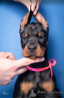 Foto №1. dobermann - zum Verkauf in der Stadt Ниш | verhandelt | Ankündigung № 118399