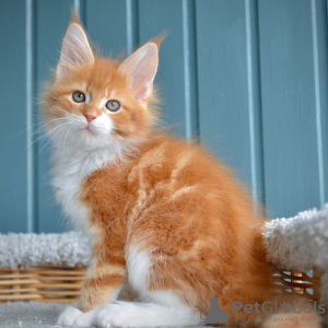 Foto №2 zu Ankündigung № 116707 zu verkaufen maine-coon-katze - einkaufen Belgien 