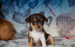 Zusätzliche Fotos: Welpenmädchen Chihuahua Zwinger