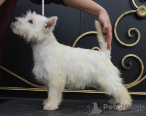 Zusätzliche Fotos: West Highland White Terrier Welpe von Interchampion