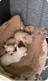 Foto №3. Jetzt kann es losgehen. Mädchen Chihuahua.....WhatsApp an mich unter 44 7453. Niederlande