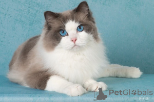 Foto №1. ragdoll-katze - zum Verkauf in der Stadt Helsinger | verhandelt | Ankündigung № 156261