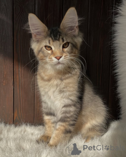 Foto №3. Wo Ruhe ist, ist Willow, der Herzschlag eines jeden gemütlichen Zuhauses.. Niederlande