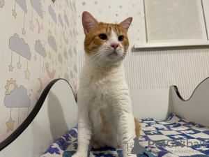 Zusätzliche Fotos: Die bezaubernde rote Katze Bonechka sucht ein Zuhause und eine liebevolle