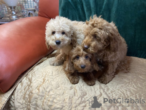 Foto №2 zu Ankündigung № 97074 zu verkaufen cavalier king charles spaniel - einkaufen USA quotient 	ankündigung, züchter