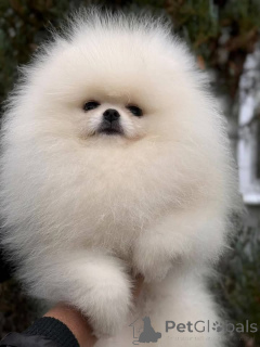 Foto №2 zu Ankündigung № 161130 zu verkaufen  - einkaufen Kanada 