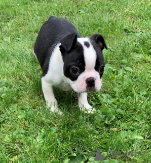 Foto №3. Boston Terrier-Welpen. Belgien