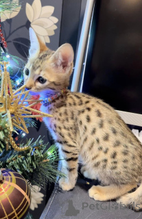 Foto №4. Ich werde verkaufen savannah-katze in der Stadt Deinze. quotient 	ankündigung - preis - verhandelt