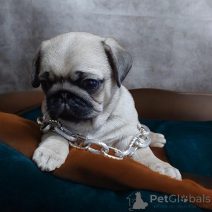 Foto №3. Wunderschöner, hübscher Kerl!. Ukraine