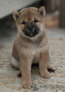 Foto №3. Shiba Inu Welpenmädchen. Russische Föderation