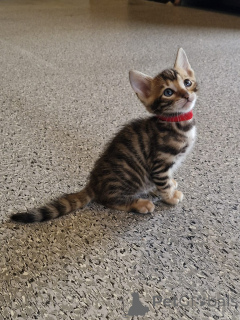 Foto №3. reinrassiger Toyger. Irland