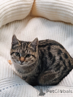 Foto №3. Auf der Suche nach einem Haus 2 wunderschönen Kätzchen.. Russische Föderation