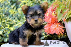 Foto №1. yorkshire terrier - zum Verkauf in der Stadt Frankenberg | 750€ | Ankündigung № 158071