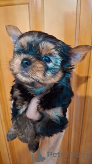 Foto №3. Miniatur Yorki.. Lettland