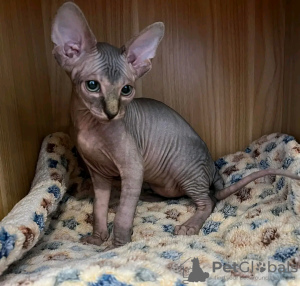 Foto №3. Sphynx-Kätzchen bereit zur Adoption. Frankreich