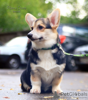 Foto №2 zu Ankündigung № 24726 zu verkaufen welsh corgi - einkaufen Russische Föderation vom kindergarten