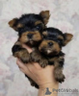 Foto №1. yorkshire terrier - zum Verkauf in der Stadt Parkano | 320€ | Ankündigung № 120626