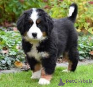 Foto №1. berner sennenhund - zum Verkauf in der Stadt Warschau | verhandelt | Ankündigung № 174944