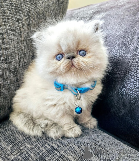 Foto №1. perserkatze - zum Verkauf in der Stadt Steinfurt | 350€ | Ankündigung № 174777
